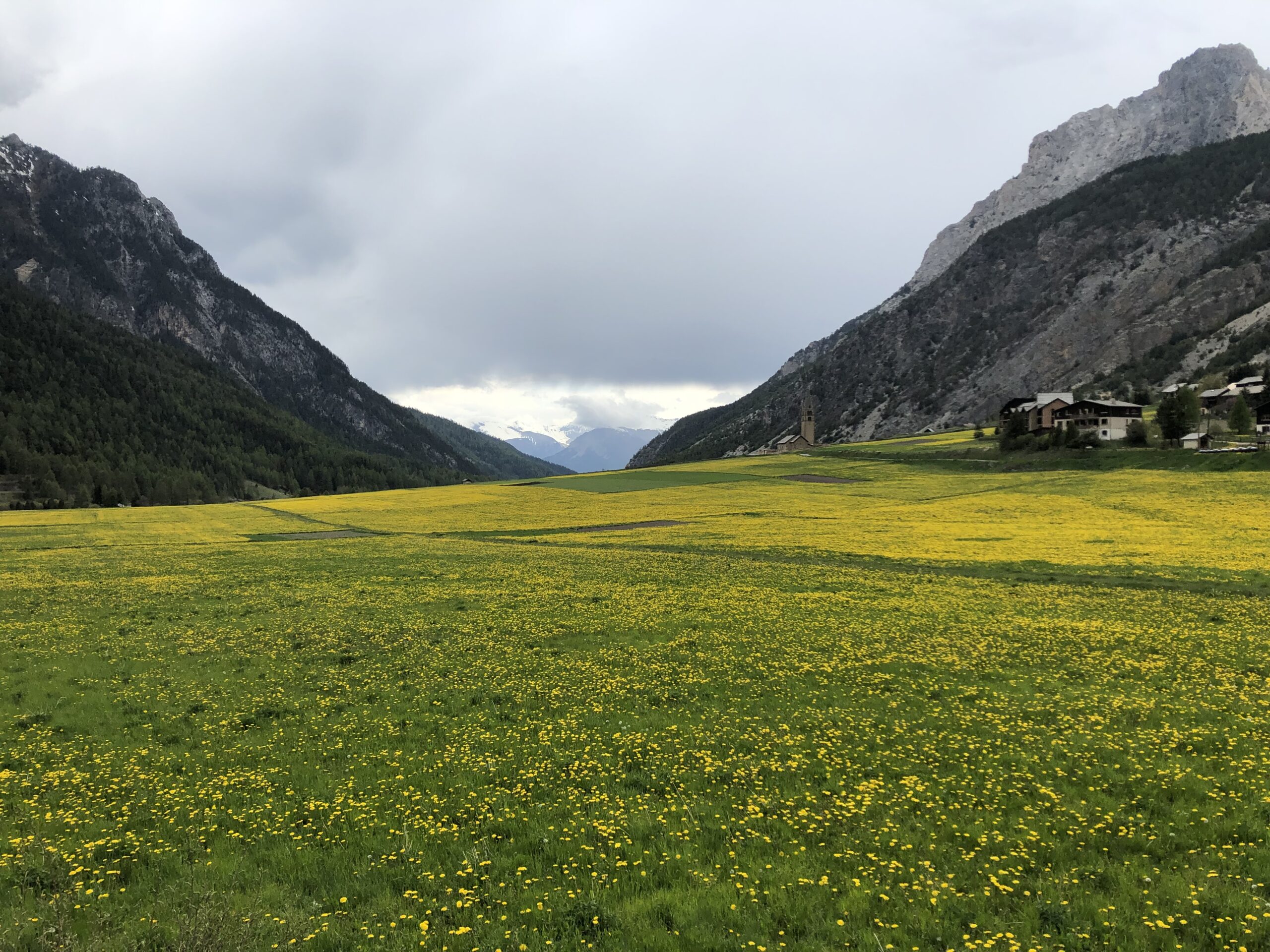 Ceillac vu depuis les hauteurs, clocher et prairie fleurie, sommets enneigés en fond